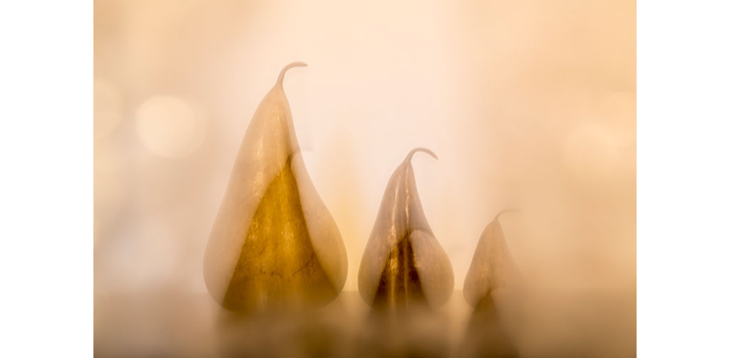 Ann Alcock image